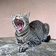 Ettore a rejoint le concours — aidez-le/la à gagner de superbes lots ! cat, tabby_cat, yawning, open_mouth, teeth, fangs, tongue, whiskers, ears, fur, striped_fur, animal, pet, sitting, outdoor, stone_surface, pink_wall, portrait, closeup, funny_expression