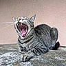 cat, tabby_cat, yawning, open_mouth, teeth, fangs, tongue, whiskers, ears, fur, striped_fur, animal, pet, sitting, outdoor, stone_surface, pink_wall, portrait, closeup, funny_expression