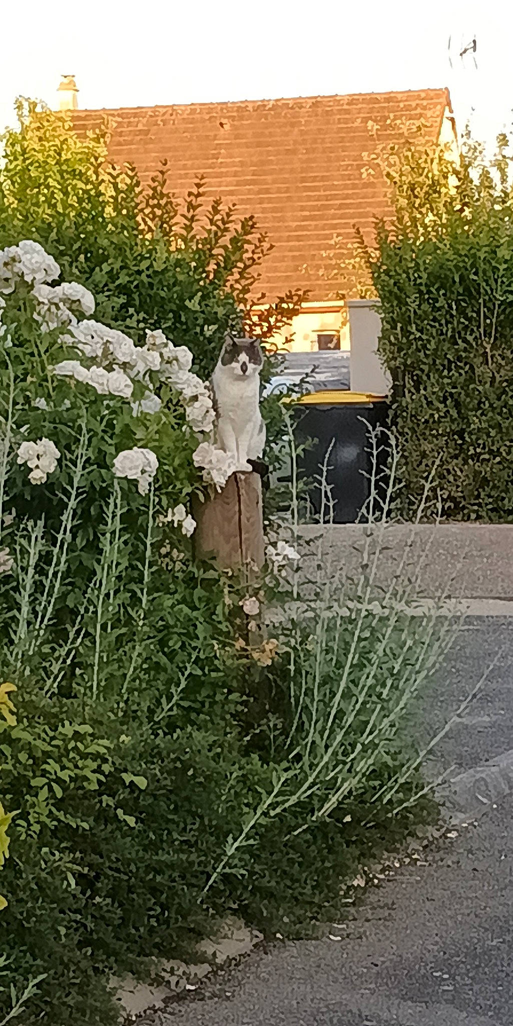 Grisouille a rejoint le concours — aidez-le/la à gagner de superbes lots ! annual_plant, building, flower, flowering_plant, grass, grass_family, groundcover, herbaceous_plant, house, landscape, landscaping, lawn, petal, plant, road_surface, shrub, tints_and_shades, tree, vegetation, window