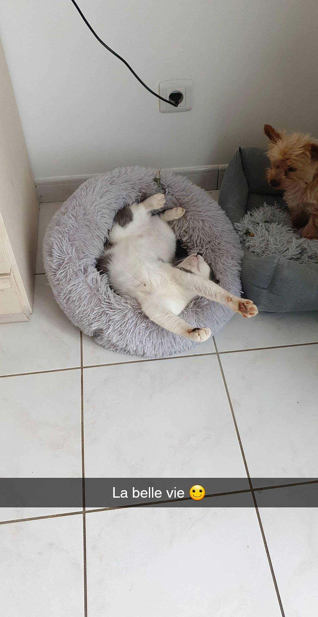 Grisouille a rejoint le concours — aidez-le/la à gagner de superbes lots ! canidae, carnivore, comfort, companion_dog, dog, dog_breed, fawn, felidae, flooring, fur, interior_design, pet_supply, room, small_to_medium_sized_cats, snout, sporting_group, stuffed_toy, tail, toy, whiskers