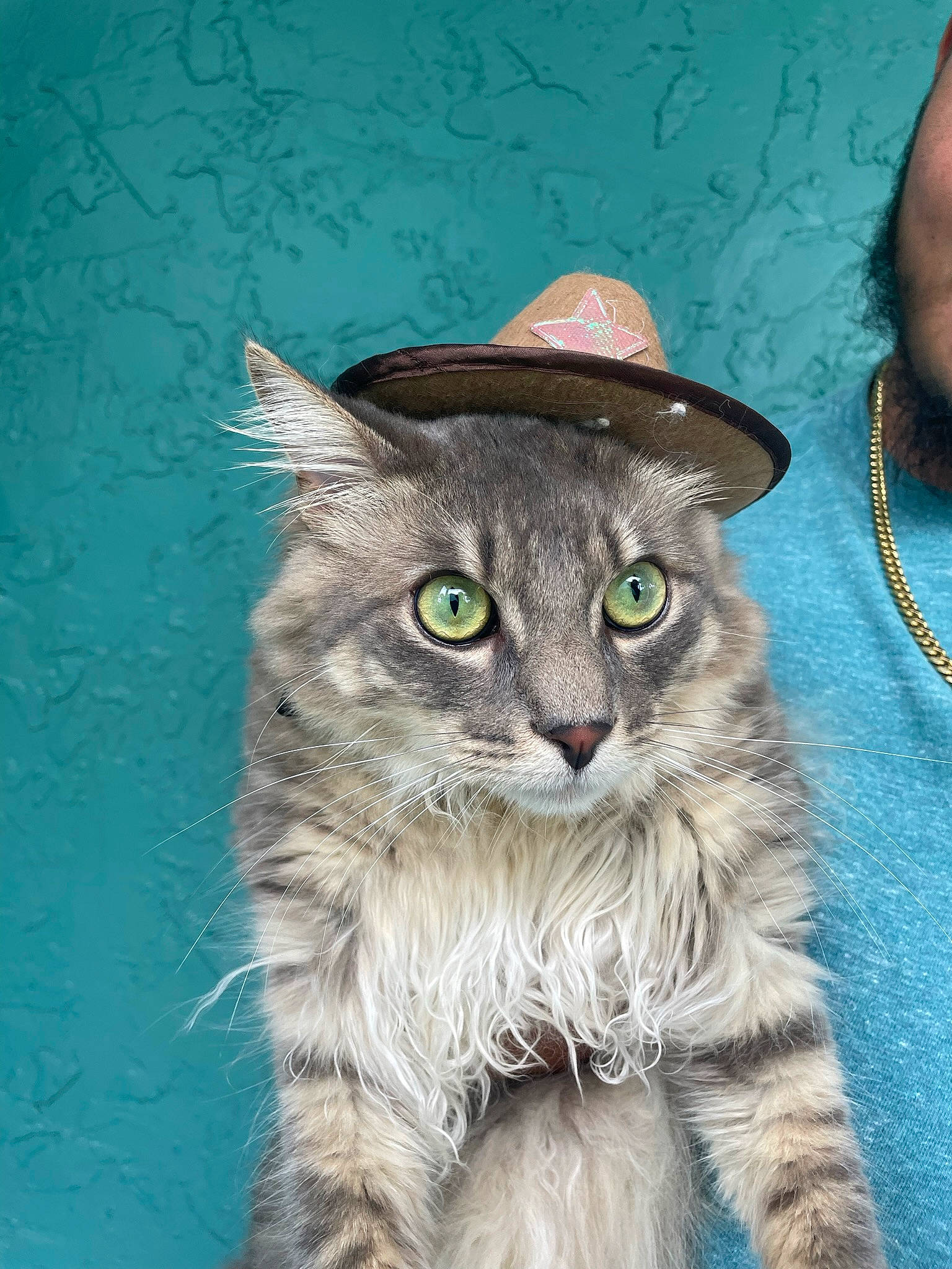 Ford is registered to the contest to win money with this photo: art, carnivore, cat, domestic_short_haired_cat, fashion_accessory, felidae, fur, grass, hat, illustration, iris, painting, plant, small_to_medium_sized_cats, snout, sun_hat, tail, terrestrial_animal, whiskers, wildlife