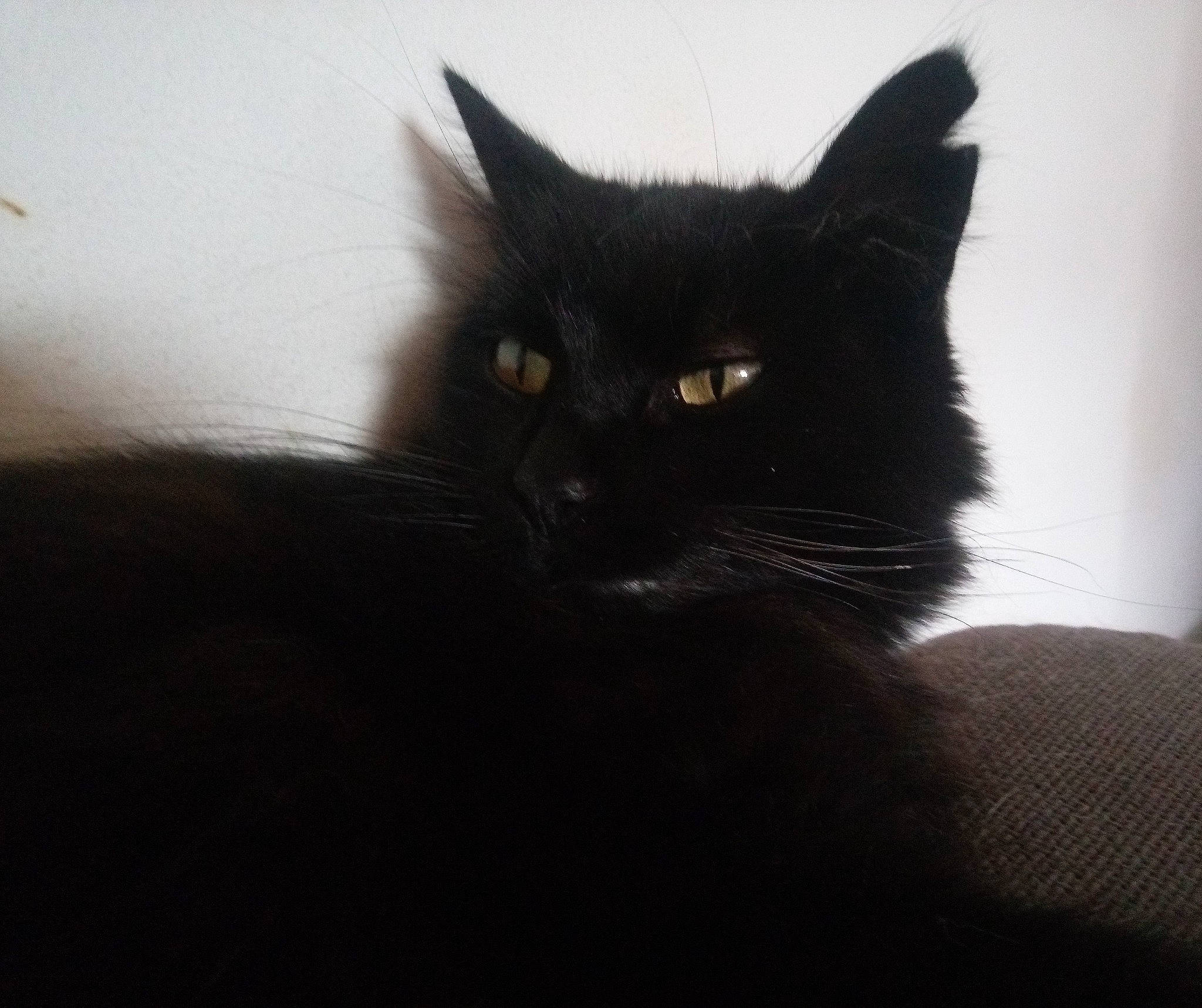 Farouche a rejoint le concours — aidez-le/la à gagner de superbes lots ! black_cat, bombay, carnivore, cat, darkness, domestic_short_haired_cat, eye, felidae, fur, monochrome, monochrome_photography, sky, small_to_medium_sized_cats, snout, tail, terrestrial_animal, tints_and_shades, tree, whiskers, window