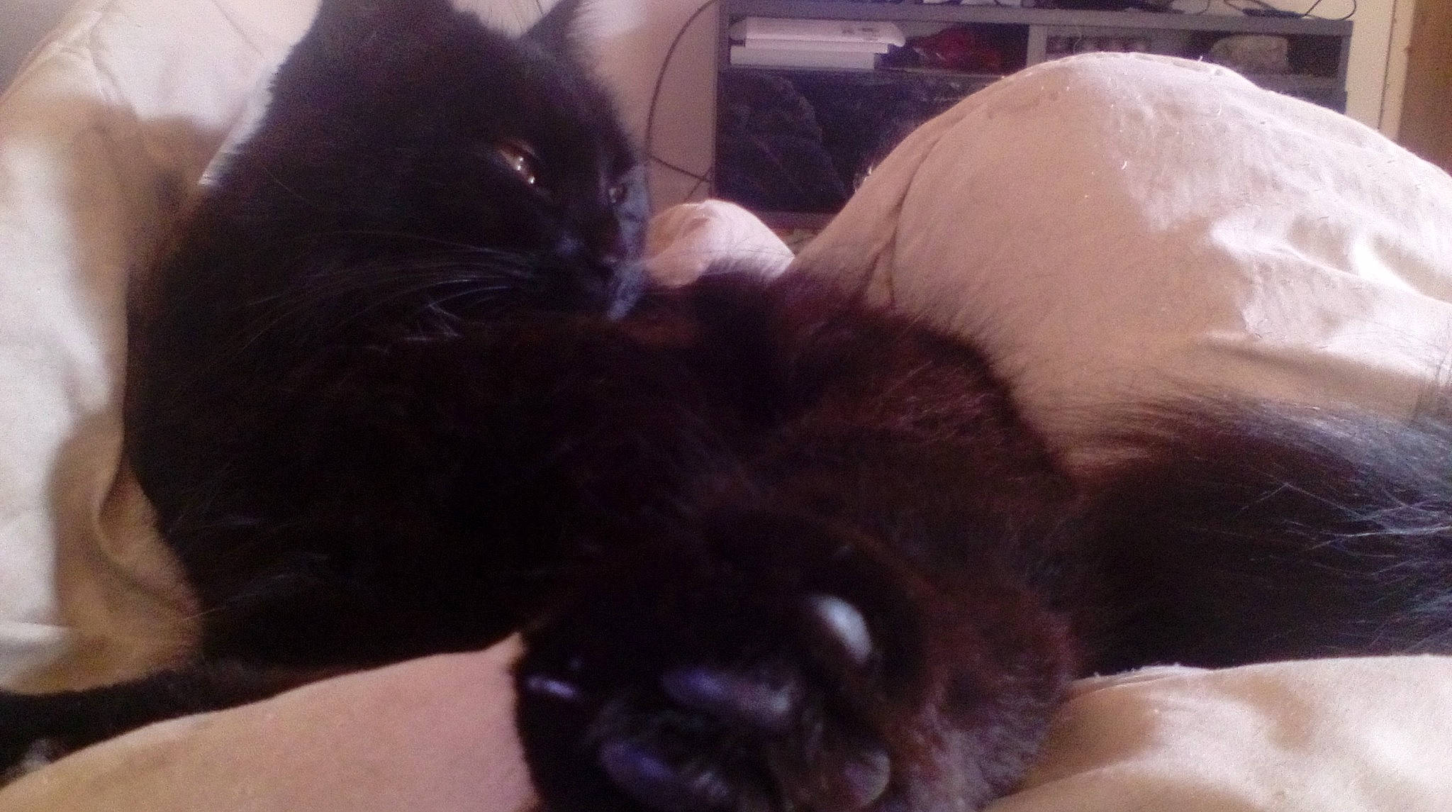 Farouche a rejoint le concours — aidez-le/la à gagner de superbes lots ! bombay, carnivore, cat, claw, cloud, comfort, companion_dog, dog_breed, domestic_short_haired_cat, ear, fawn, felidae, fur, mammal, paw, small_to_medium_sized_cats, snout, tail, vertebrate, whiskers