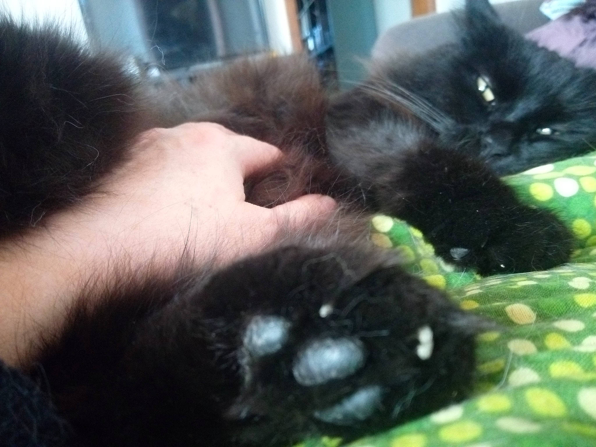 Farouche participe au concours pour gagner de l'argent avec cette photo : bombay, canidae, carnivore, cat, claw, comfort, companion_dog, dog_breed, domestic_short_haired_cat, felidae, foot, fur, nap, paw, small_to_medium_sized_cats, snout, sporting_group, tail, terrestrial_animal, whiskers