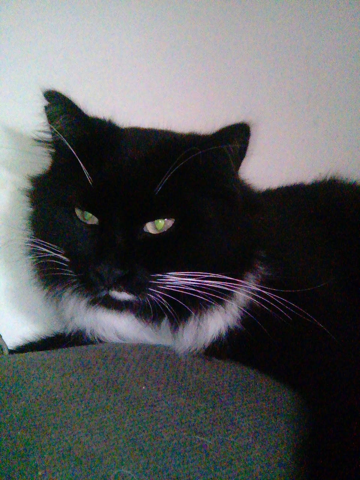 Moustache a rejoint le concours — aidez-le/la à gagner de superbes lots ! black_cat, carnivore, cat, comfort, domestic_short_haired_cat, felidae, fur, monochrome_photography, small_to_medium_sized_cats, snout, tail, whiskers