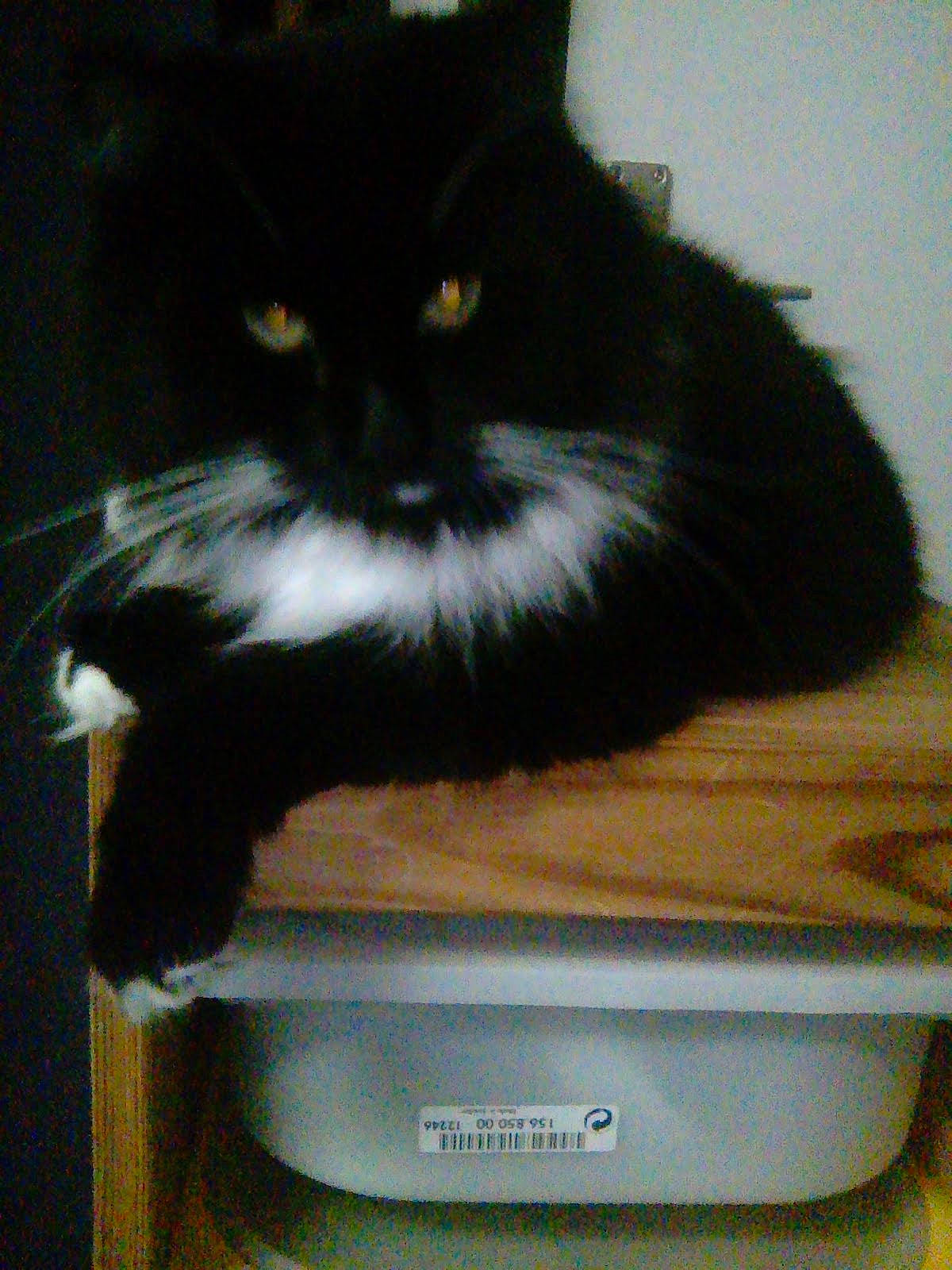 Moustache participe au concours pour gagner de l'argent avec cette photo : black_cat, box, carnivore, cat, cat_supply, claw, comfort, domestic_short_haired_cat, felidae, fur, gadget, home_appliance, output_device, paw, pet_supply, small_to_medium_sized_cats, snout, tail, television, whiskers