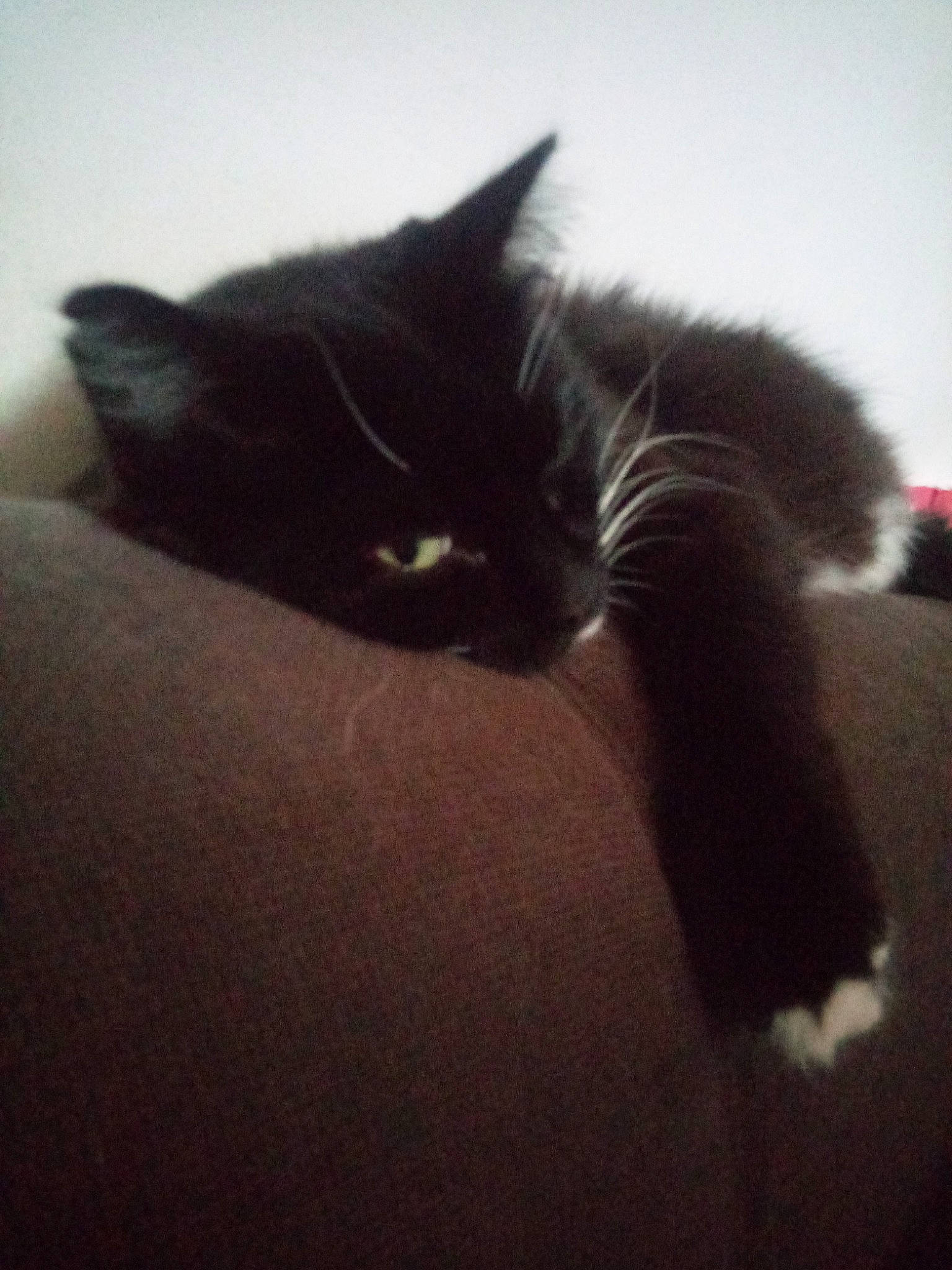 Moustache participe au concours pour gagner de l'argent avec cette photo : black_cat, carnivore, cat, claw, cloud, comfort, domestic_short_haired_cat, felidae, fur, grey, monochrome_photography, paw, plant, sky, small_to_medium_sized_cats, snout, tail, tints_and_shades, whiskers