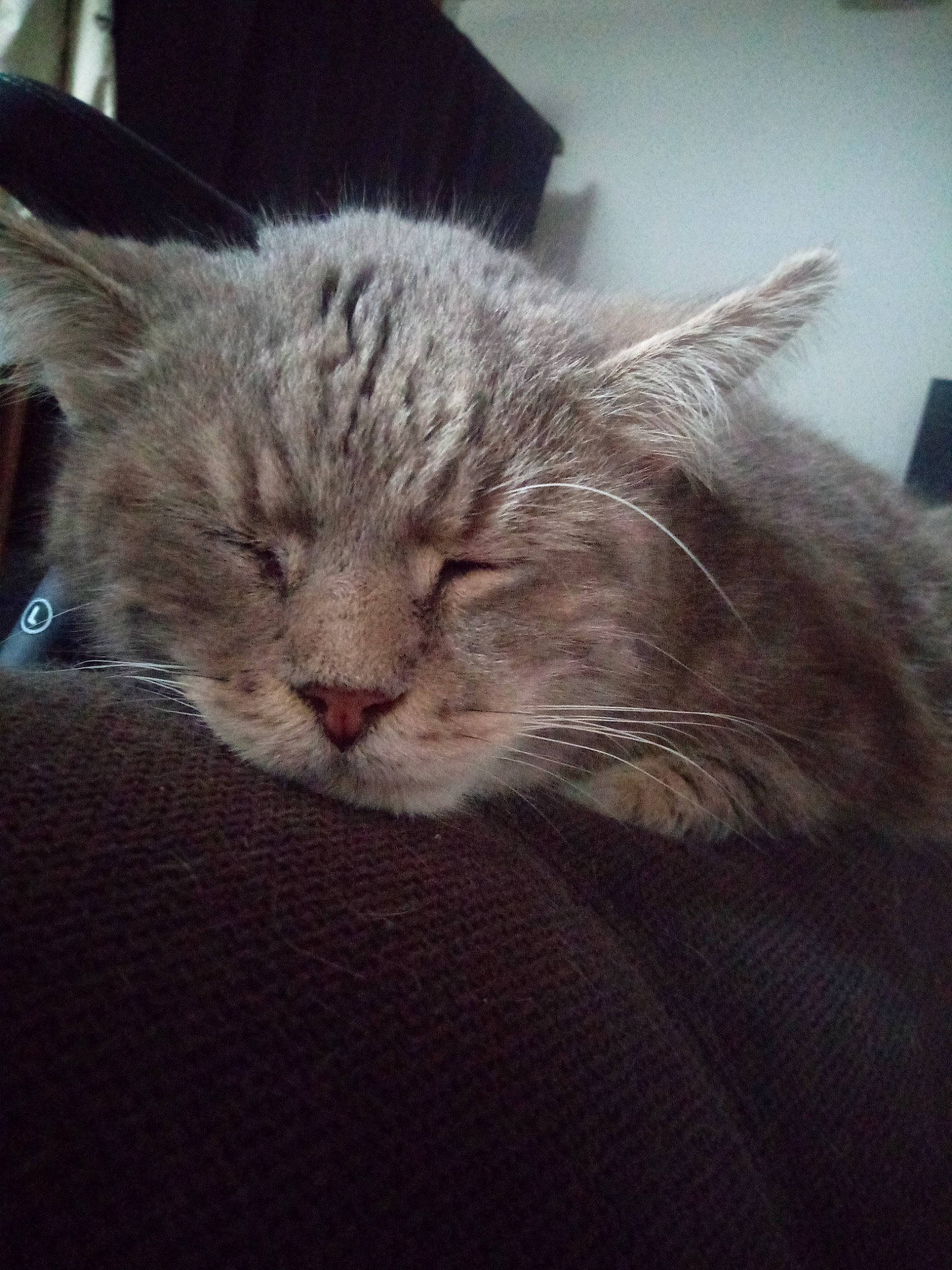 Seven participe au concours pour gagner de l'argent avec cette photo : carnivore, cat, comfort, domestic_short_haired_cat, ear, felidae, fur, grey, nap, paw, sky, sleep, small_to_medium_sized_cats, snout, whiskers