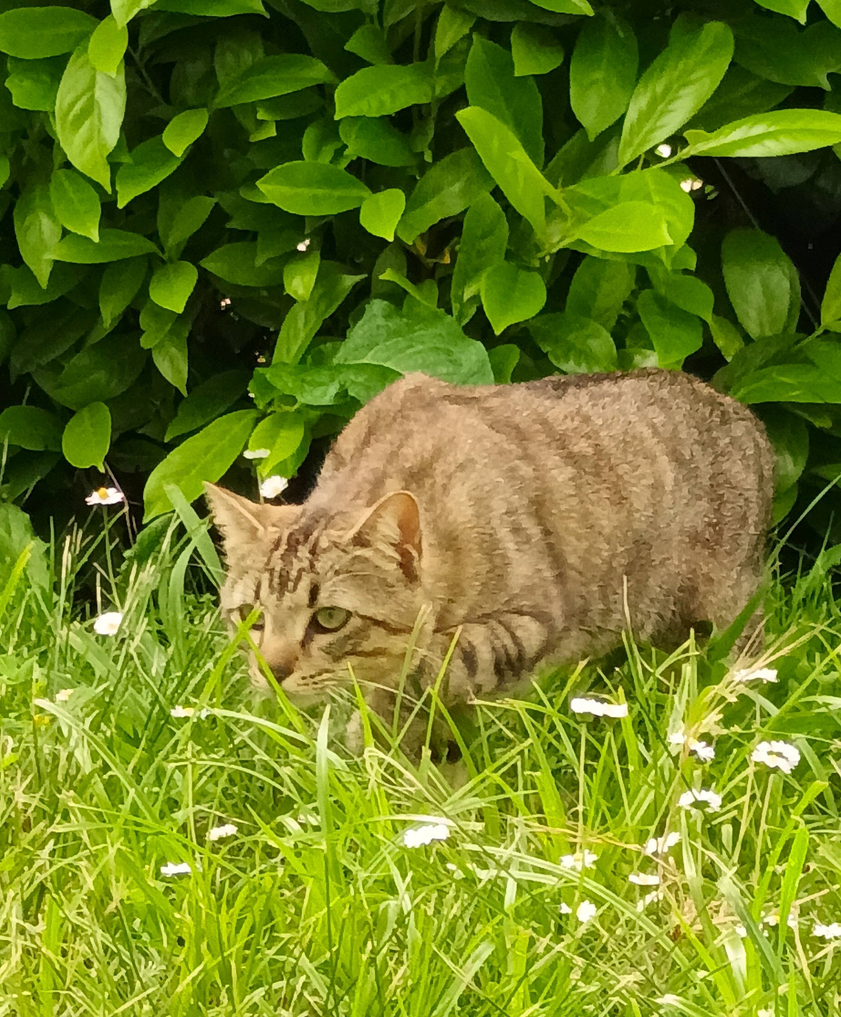 Sando participe au concours pour gagner de l'argent avec cette photo : carnivore, cat, domestic_short_haired_cat, felidae, fur, grass, grassland, groundcover, plant, small_to_medium_sized_cats, snout, tail, terrestrial_animal, whiskers, wildlife, wood