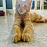Honey participe au concours pour gagner de l'argent avec cette photo : cat, orange_tabby, indoor, floor, stretching, curious, pet, animal, whiskers, ears, feline, home, chair, window, light, flooring, domestic, cute, relaxed, young_cat
