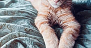 Honey a rejoint le concours — aidez-le/la à gagner de superbes lots ! animal, bed, blanket, cat, cozy, cute, ears, feline, fur, indoor, orange_tabby, paws, pet, portrait, relaxed, sleepy, soft_light, stretching, whiskers, window