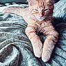 cat, orange_tabby, pet, animal, bed, blanket, indoor, feline, relaxed, sleepy, cute, stretching, fur, window, soft_light, cozy, portrait, whiskers, ears, paws