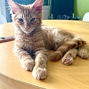 Honey participe au concours pour gagner de l'argent avec cette photo : kitten, cat, ginger_cat, fluffy, table, wooden_table, indoor, pet, animal, feline, relaxed, curious, paw, tail, sunlight, cozy, room, chair, window, domestic