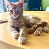 kitten, cat, ginger_cat, fluffy, table, wooden_table, indoor, pet, animal, feline, relaxed, curious, paw, tail, sunlight, cozy, room, chair, window, domestic