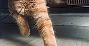 Honey participe au concours pour gagner de l'argent avec cette photo : cat, orange_tabby, pet, paw, stretching, whiskers, fur, indoor, floor, furniture, curious, light, shadow, animal, closeup, domestic, cute, playful, kitten, home