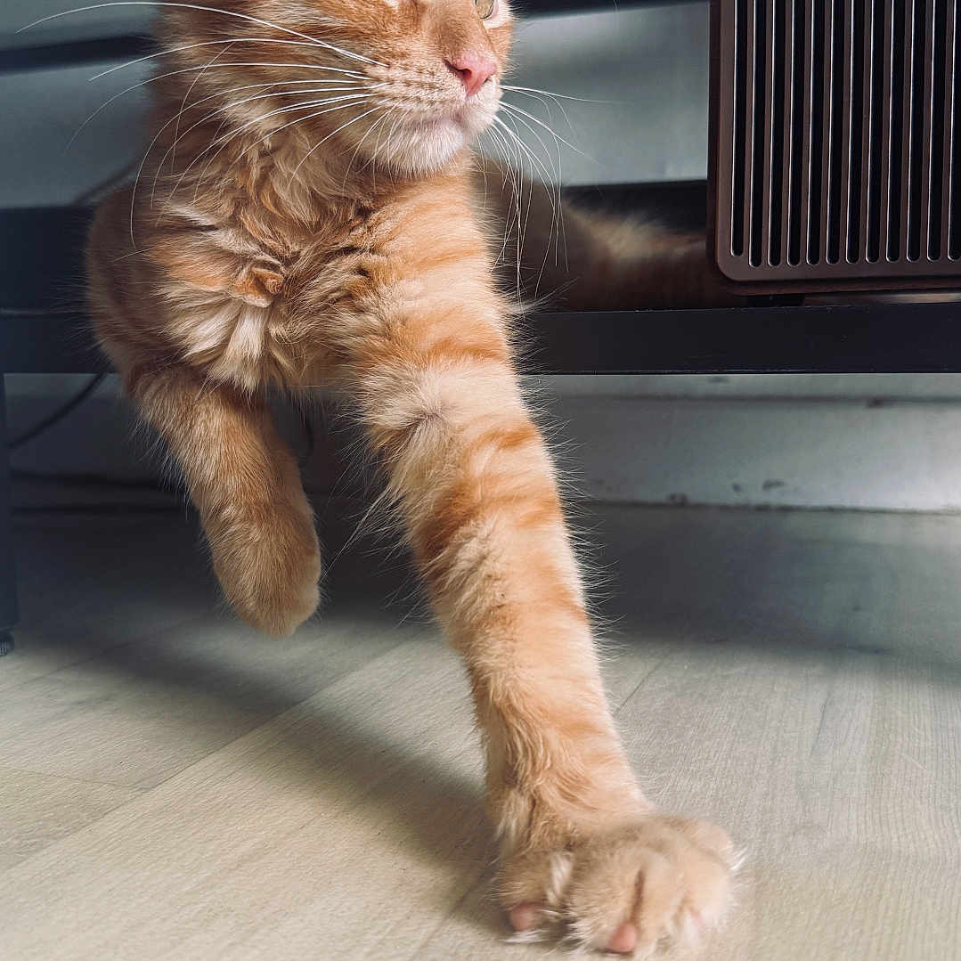 Honey