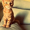 Honey a rejoint le concours — aidez-le/la à gagner de superbes lots ! cat, kitten, orange_tabby, pet, animal, feline, sitting, leather_couch, indoor, sunlight, shadow, whiskers, fur, ears, eyes, domestic_animal, cozy, cute, portrait, warm_lighting