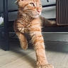 cat, ginger_cat, indoor, feline, stretching, paw, whiskers, ears, floor, furniture, curious, pet, animal, domestic_cat, close_up, young_cat, alert, sitting, light, shadow