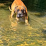 Ulk participe au concours pour gagner de l'argent avec cette photo : animal, brown_dog, canine, collar, creek, daylight, dog, forest, great_dane, nature, outdoor, paw, pet, reflection, ripples, riverbed, summer, sunlight, water, wet