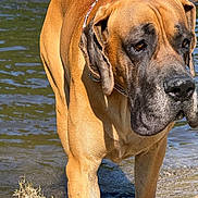 Ulk a rejoint le concours — aidez-le/la à gagner de superbes lots ! animal, black_muzzle, calm, canine, close_up, collar, daylight, dog, ears, fur, large_dog, nature, outdoor, pet, riverbank, sand, snout, standing, tan_coat, water