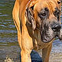 animal, black_muzzle, calm, canine, close_up, collar, daylight, dog, ears, fur, large_dog, nature, outdoor, pet, riverbank, sand, snout, standing, tan_coat, water