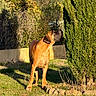 Ulk participe au concours pour gagner de l'argent avec cette photo : dog, grass, bush, tree, outdoor, sunlight, shadow, garden, nature, canine, pet, animal, daylight, greenery, yard, plant, fence, curious, standing, brown_dog