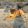 Ulk participe au concours pour gagner de l'argent avec cette photo : dog, great_dane, sand, rocks, beach, outdoor, sunlight, nature, canine, animal, relaxed, lying_down, large_dog, brown_dog, clear_sky, shadow, collar, daytime, scenery, calm