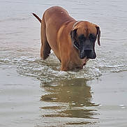 Ulk a rejoint le concours — aidez-le/la à gagner de superbes lots ! dog, water, animal, brown, canine, outdoor, shallow_water, reflection, nature, pet, mammal, walking, wet, lake, summer, daytime, fur, collar, vibrant, playful