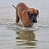animal, brown, canine, collar, daytime, dog, fur, lake, mammal, nature, outdoor, pet, playful, reflection, shallow_water, summer, vibrant, walking, water, wet