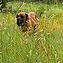 Ulk a rejoint le concours — aidez-le/la à gagner de superbes lots ! adventure, animal, brown_dog, canine, collar, daytime, dog, ears, field, flora, grass, green, muzzle, nature, outdoor, pet, plants, summer, tail, wild