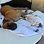 brown_dog, canine, cat, collar, companion_animals, cozy, dog, domestic_animals, feline, lounge_chair, outdoor_furniture, paw, pet, quiet, relaxation, resting, sleeping, sunlight, white_cat, white_towel