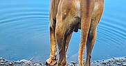 Ulk a rejoint le concours — aidez-le/la à gagner de superbes lots ! dog, lake, water, reflection, trees, rocks, shore, outdoor, animal, nature, canine, brown_dog, standing, ripples, collar, daylight, calm, scenic, summer, vibrant