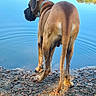animal, brown_dog, calm, canine, collar, daylight, dog, lake, nature, outdoor, reflection, ripples, rocks, scenic, shore, standing, summer, trees, vibrant, water