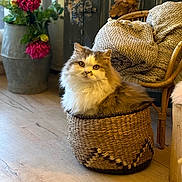 Jarrod participe au concours pour gagner de l'argent avec cette photo : basket, cat, chair, cozy, curious, cute, domestic_animal, flower_vase, fluffy, furniture, golden_eyes, home_decor, indoor, knitted_blanket, pet, pink_flowers, relaxed, sitting, warm_lighting, wooden_floor