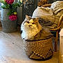 basket, cat, chair, cozy, curious, cute, domestic_animal, flower_vase, fluffy, furniture, golden_eyes, home_decor, indoor, knitted_blanket, pet, pink_flowers, relaxed, sitting, warm_lighting, wooden_floor