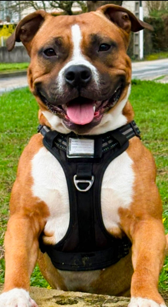 Nala