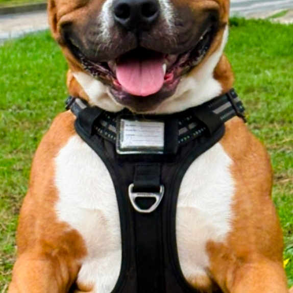Nala
