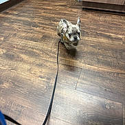 Birkin Baby joined the competition — help win amazing prizes! animal, blur, brown, cabinet, collar, dog, door, ears, fast, floor, fur, indoor, leash, motion, pet, playful, puppy, running, small, wooden_floor