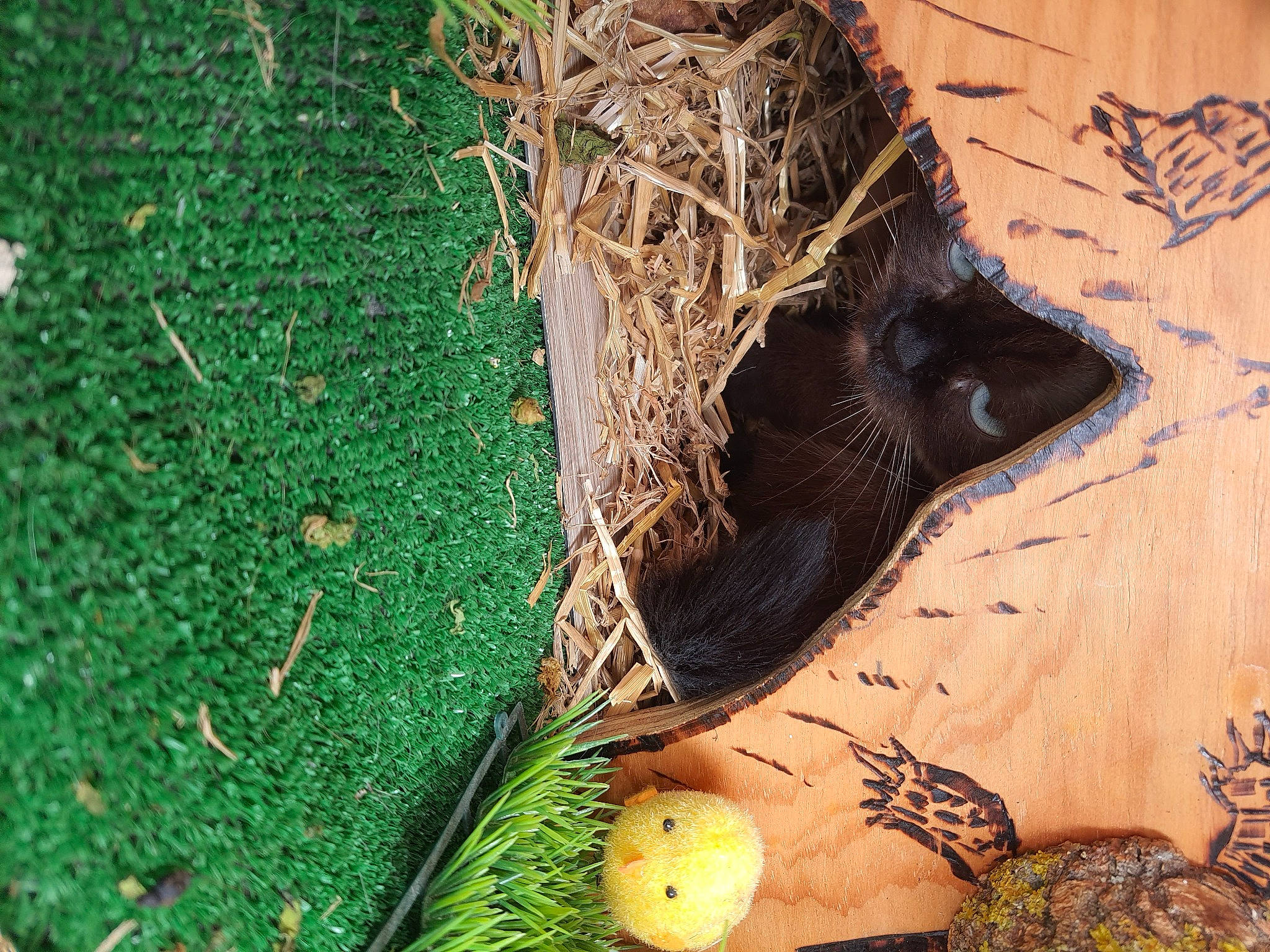 Tina participe au concours pour gagner de l'argent avec cette photo : grass, nest, plant, tree, twig, wood