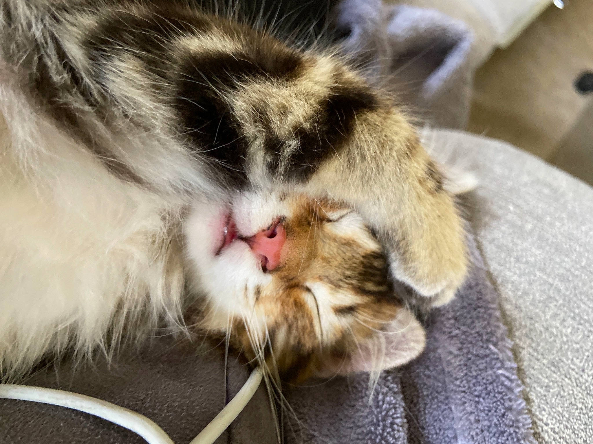 Eliott a rejoint le concours — aidez-le/la à gagner de superbes lots ! carnivore, cat, claw, comfort, domestic_short_haired_cat, felidae, fur, nap, paw, sleep, small_to_medium_sized_cats, snout, whiskers