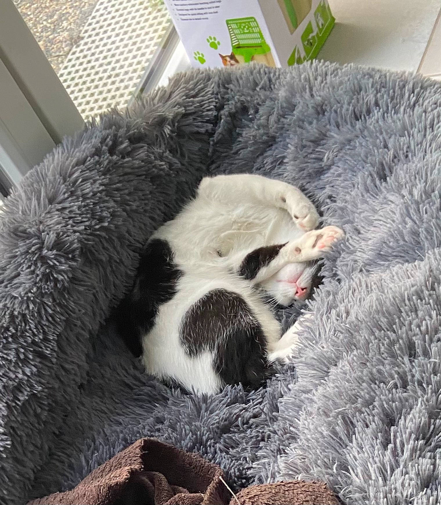 Loulou a rejoint le concours — aidez-le/la à gagner de superbes lots ! carnivore, cat, domestic_short_haired_cat, european_shorthair, felidae, fur, grass, nap, paw, sleep, small_to_medium_sized_cats, snout, whiskers