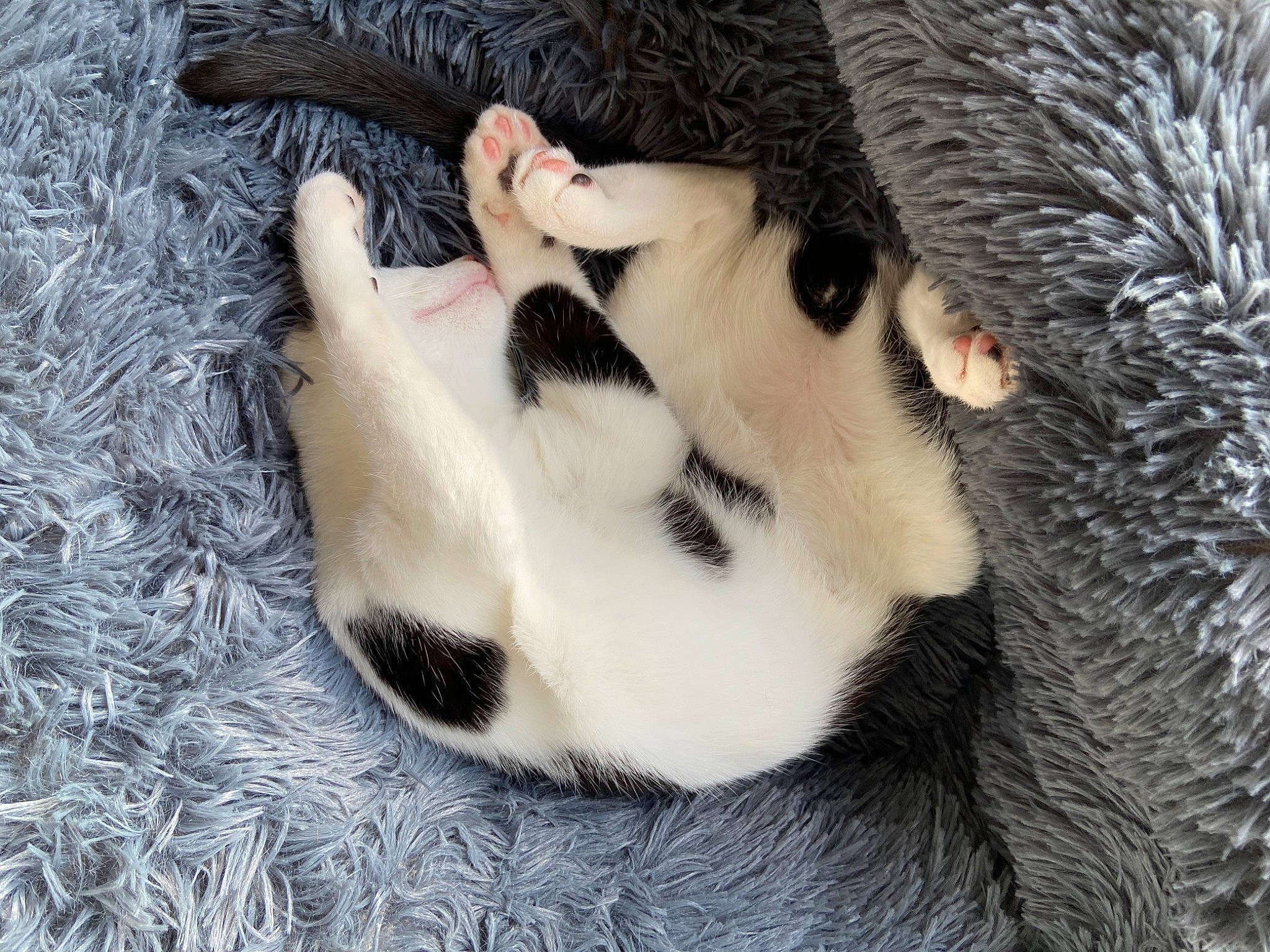 Loulou participe au concours pour gagner de l'argent avec cette photo : canidae, carnivore, cat, claw, felidae, fur, mammal, panda, paw, polydactyl_cat, siberian_husky, small_to_medium_sized_cats, snout, vertebrate, whiskers