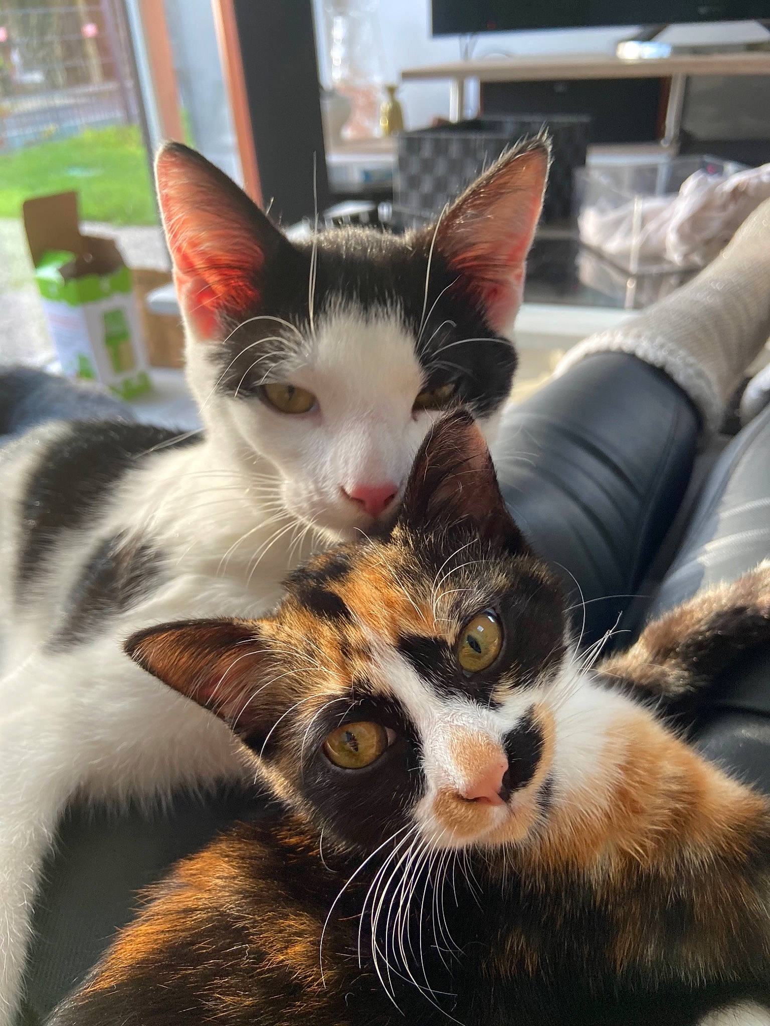 Loulou a rejoint le concours — aidez-le/la à gagner de superbes lots ! aegean_cat, american_wirehair, asian, carnivore, cat, domestic_short_haired_cat, european_shorthair, felidae, fur, german_rex, kitten, mammal, oriental_longhair, small_to_medium_sized_cats, snout, whiskers