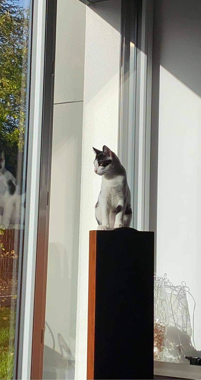 Loulou participe au concours pour gagner de l'argent avec cette photo : carnivore, cat, curtain, felidae, home_door, interior_design, kitten, small_to_medium_sized_cats, whiskers, window, window_treatment