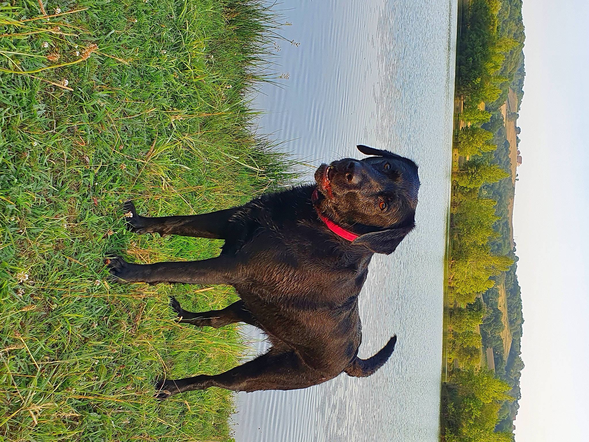 Osia a rejoint le concours — aidez-le/la à gagner de superbes lots ! carnivore, collar, companion_dog, dog, dog_breed, fawn, grass, plant, reptile, sky, snout, sporting_group, tail, terrestrial_animal, tree, trunk, water, wildlife, wood, working_animal
