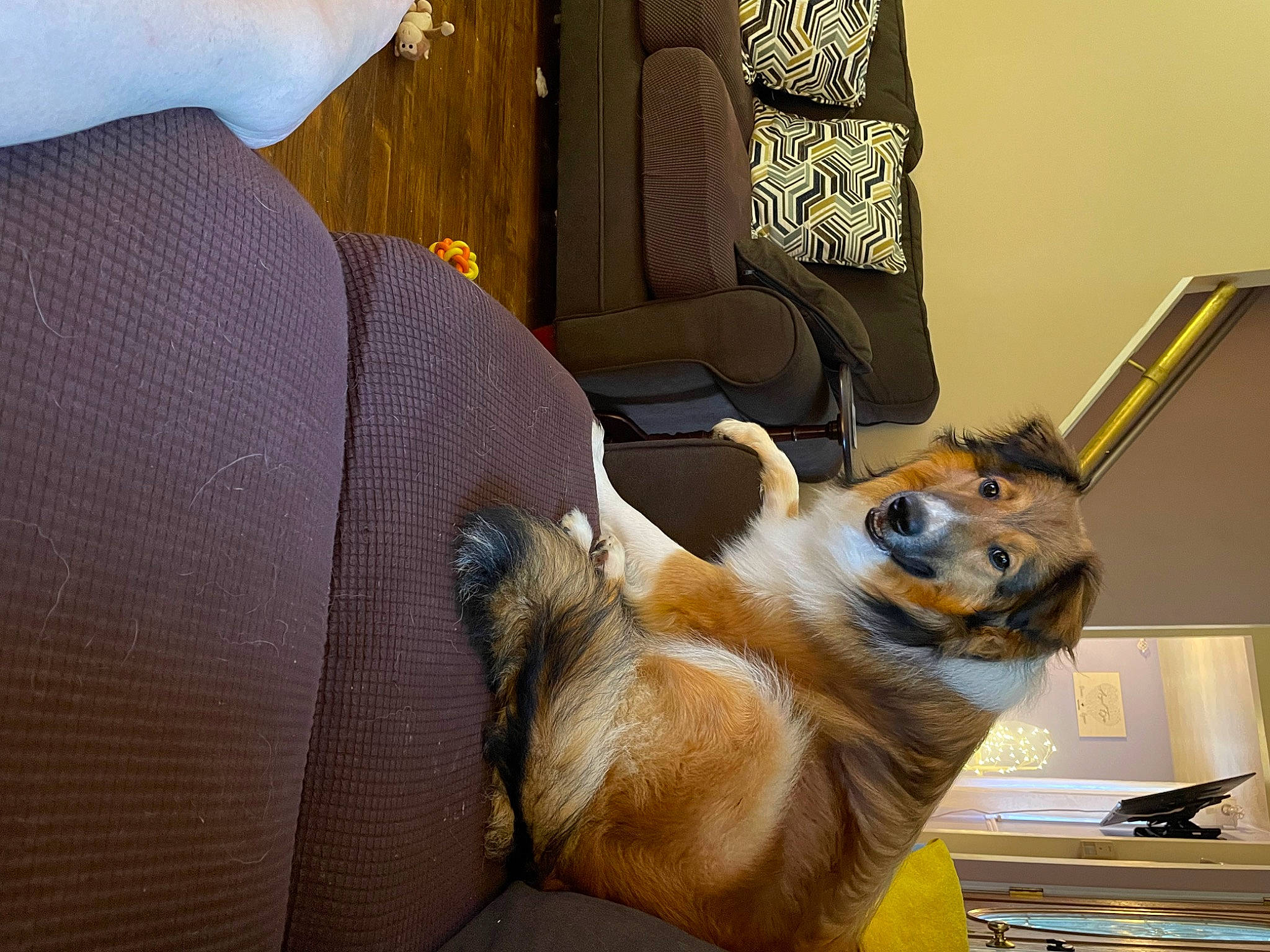 Griffin joined the competition — help win amazing prizes! armrest, carnivore, chair, comfort, companion_dog, couch, dog_breed, fawn, felidae, fur, metal, paw, picture_frame, room, small_to_medium_sized_cats, tail, whiskers, wood