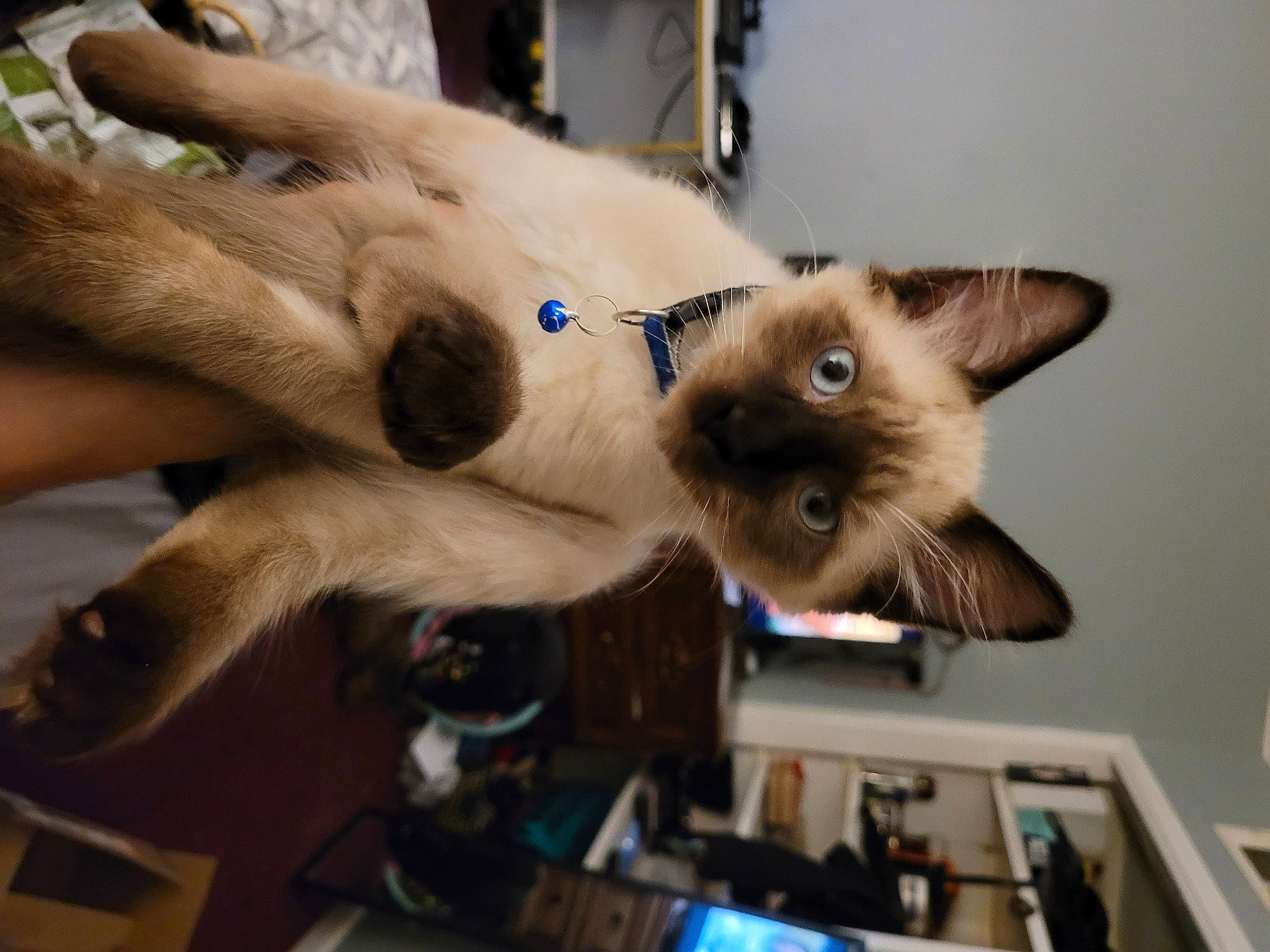 Dude joined the competition — help win amazing prizes! balinese, birman, carnivore, cat, domestic_short_haired_cat, fawn, felidae, fur, picture_frame, siamese, small_to_medium_sized_cats, thai, tonkinese, whiskers