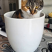 Bella participe au concours pour gagner de l'argent avec cette photo : cat, tabby, flower_pot, indoor, table, patterned_table, curious, pet, animal, feline, domestic_cat, white_pot, closeup, household, furniture, decor, yellow_eyes, sitting, looking, cozy