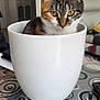 cat, tabby, flower_pot, indoor, table, patterned_table, curious, pet, animal, feline, domestic_cat, white_pot, closeup, household, furniture, decor, yellow_eyes, sitting, looking, cozy