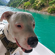 Ullys a rejoint le concours — aidez-le/la à gagner de superbes lots ! dog, white_dog, harness, boat, lake, water, mountains, greenery, nature, outdoor, canine, pet, happy, smiling, closeup, summer, adventure, travel, scenic, vacation